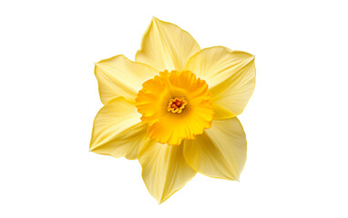 Daffodil Bloom On Transparent Background