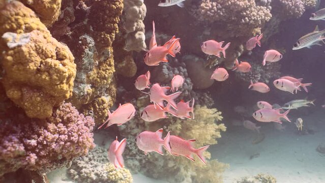 School of Blotcheye soldierfish or Squirrelfish (Myripristis berndti) swims near coral reef on bright sunny day in sunlight, Slow motion, Camer moving forwards