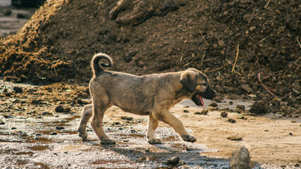 Puppy walking with cow manure in the back