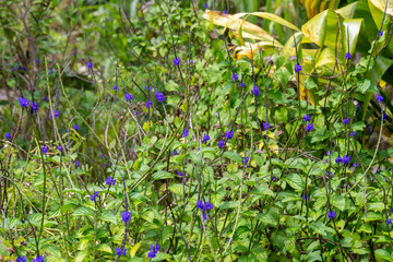 The flowering plant with bright blue flowers called Nettleleaf Velvetberry scientific name...