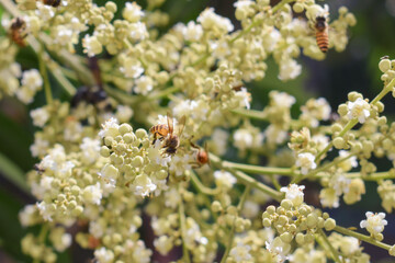 longan flower and bees