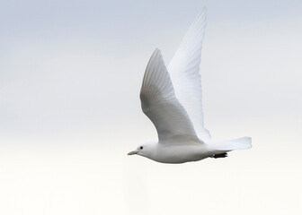 Ivory Gull, Pagophila eburnea