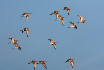 Black-tailed Godwit, Limosa limosa