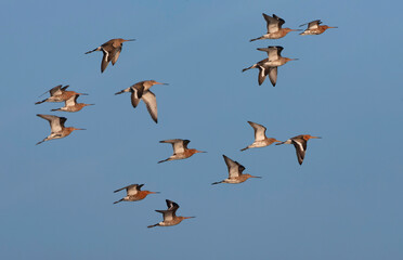 Black-tailed Godwit, Limosa limosa