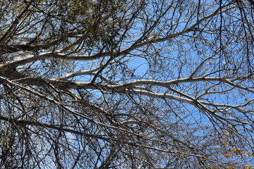 branches against blue sky