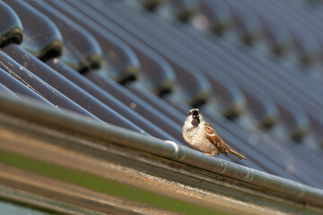 House Sparrow, Passer domesticus