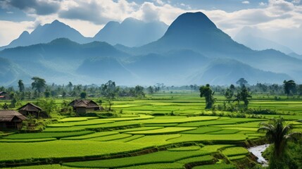 Fototapeta premium Landscape of Rice Field