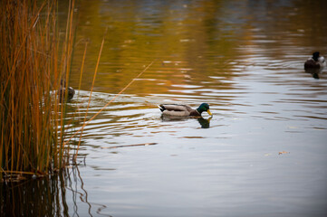 Jesień w Warszawskim parku