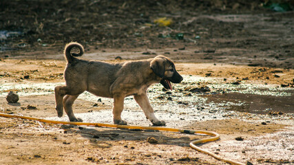 A puppy walking in the yard of a country house