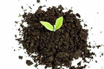 Young plants growing in piles of black soil. Cut