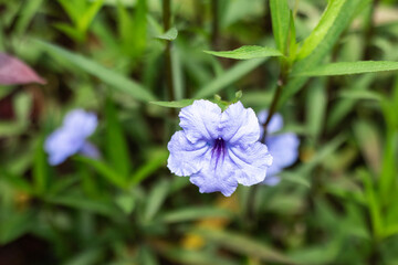 Purple Mexican petunia beautiful blooming flower green leaves background. High quality photos