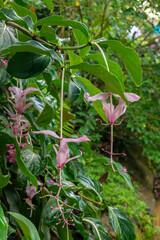 The end stages of the blooming of the Showy Medinilla or Rose Grape in Kauai, Hawaii, United States.
