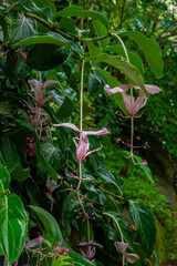 The end stages of the blooming of the Showy Medinilla or Rose Grape in Kauai, Hawaii, United States.
