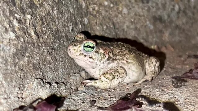 Video close up of Green-eyed Toad (Epidalea calamita) with green eyes in the street at night.