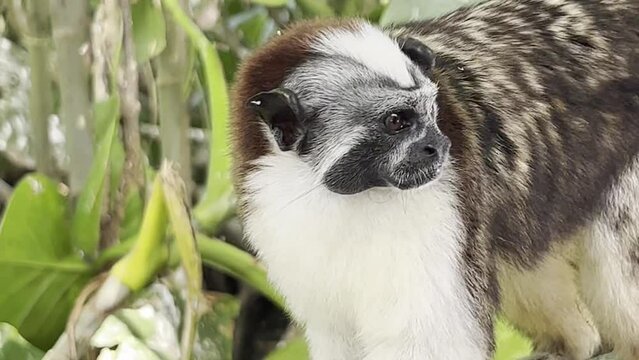 Closeup of Geoffroy’s Tamarin in Panama
