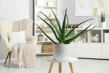 Beautiful potted aloe vera plant in room