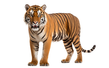 Malayan Tiger's On Transparent Background