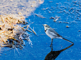 地面を歩くハクセキレイ