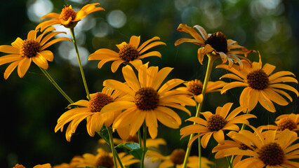 Yellow flowers on the background of greenery in the garden. Summer stage. Beautiful summer bouquet of wildflowers.