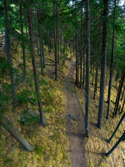 Aerial drone panorama above the wild coniferous forests of Cindrel Mountains. A foot trail winds under the evergreen coniferous trees. Carpathia, Romania.