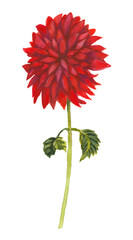 Hand drawn solo red flower