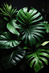 tropical green leaves in dark background
