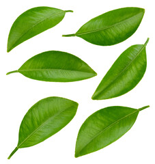 Citrus leaves with clipping path isolated