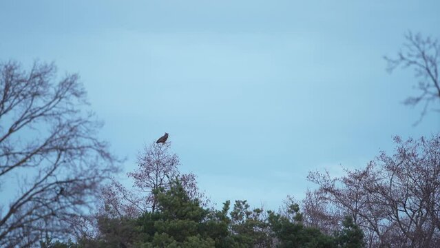 Eurasian eagle owl is calling on the top of the tree. Eagle owl during mating call. European biggest owl in the forest. 