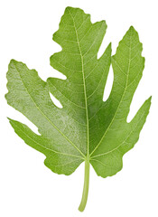 Fig leaf shot in the studio