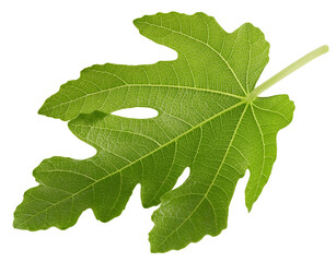 Fig leaf isolated clipping path