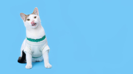 White Cat licks its lips. Studio portrait of a Hungry cat on a blue background. Cat wearing warm white sweater sits and looks up. Pet. Animal care. Pet shop. Copy space. 
