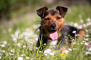black and brown bodeguero dog with long hair, smiling and with tongue out in horizontal portrait lying in a field of flowers.