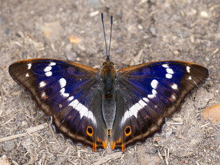 Purple Emperor Butterfly Feeding on the Ground