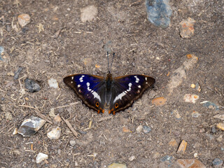 Purple Emperor Butterfly Feeding on the Ground