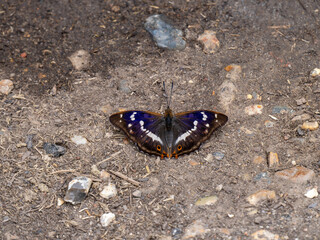 Purple Emperor Butterfly Feeding on the Ground