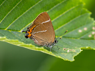 White-letter Hairstreak resting on a Leaf