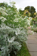 港の見える丘公園、花、4月、5月、春、咲く、綺麗、ピンク、黄色、白、横浜、風景、日本、神奈川、空、青、雲、屋外、観光、サイトシーイング、旅、ツアー、景色、青空、公園、植物、自然、並ぶ、可愛い、可憐、沢山の花、色とりどりの花、花畑、
