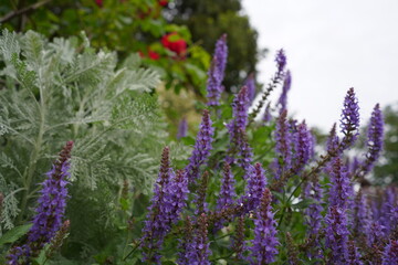 港の見える丘公園、花、4月、5月、春、咲く、綺麗、ピンク、黄色、白、横浜、風景、日本、神奈川、空、青、雲、屋外、観光、サイトシーイング、旅、ツアー、景色、青空、公園、植物、自然、並ぶ、可愛い、可憐、沢山の花、色とりどりの花、花畑、
