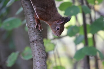 eurasian red squirrel in autumn colored woodland