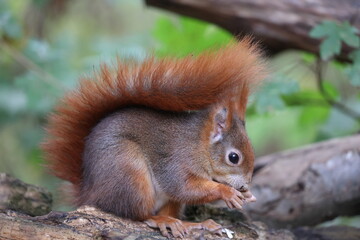 Naklejka na ściany i meble eurasian red squirrel in autumn colored woodland
