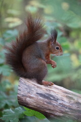 Naklejka na ściany i meble eurasian red squirrel in autumn colored woodland