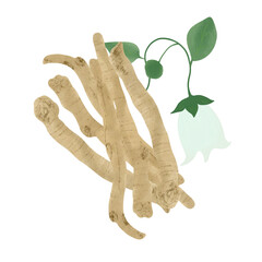 Danshen (Salvia miltiorrhiza), called also chinese sage, tan shen, medicinal plant.Illustration Cartoon Design On White Background.