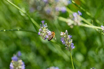 A honey bee flies up to a lavender flower