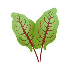 Red veined sorrel leaves.Illustration Cartoon Design On White Background.