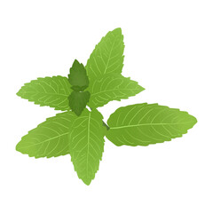 Spear Mint.Illustration Cartoon Design On White Background.