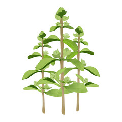 Sweet Marjoram. Tender garden herb.Classic ingredient of French herb blend,Illustration Cartoon Design On White Background.