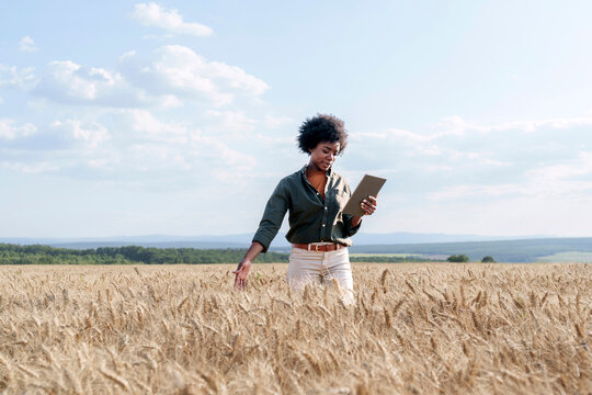 Afro agronomist holding tablet PC in field examining barley crop