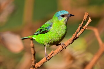 A female Blue Dacnis (Dacnis cayana)