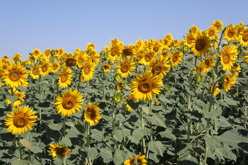 Growing Sunflowers in a field