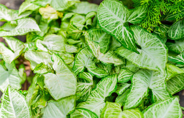 Caladium leaves background. Details of caladium plants in a garden. Tropical Caladium Leaves